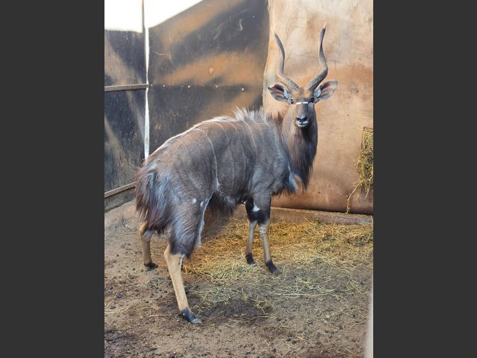 NYALA | VALLEY VIEW