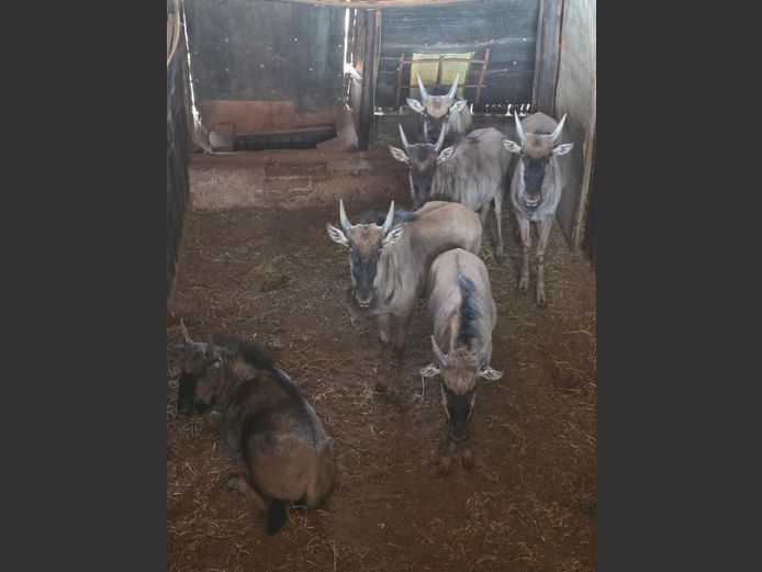 BLOUWILDEBEES (no vat) | IMBABALA