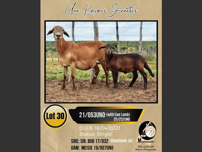 21/053UNO | UNO KAVARI GENETICS 