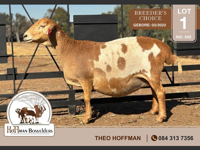 342 | HOFFMAN BOSVELDERS