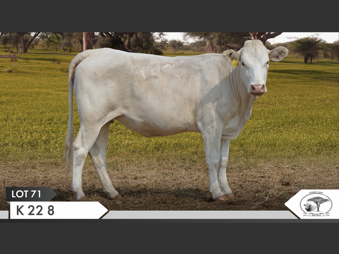 K 220008 | KOPERKOP HUGENOOT STOET
