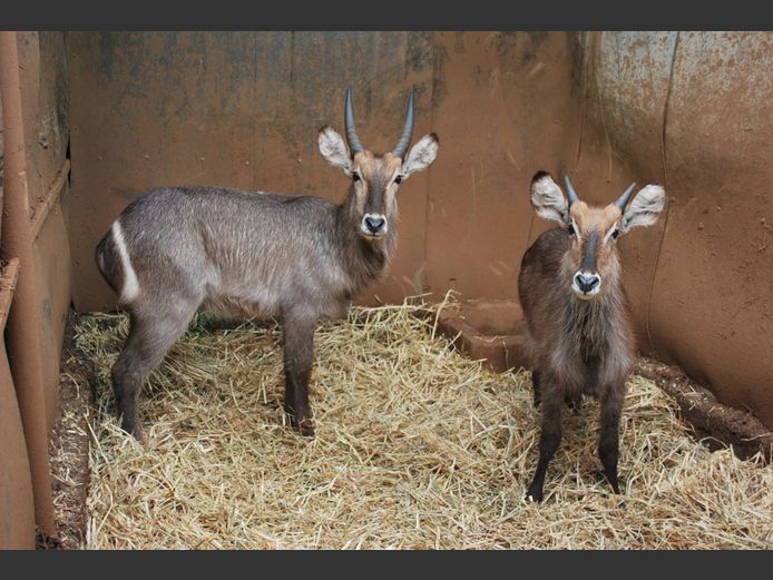 WATERBUCK | MIDMALANGAZ