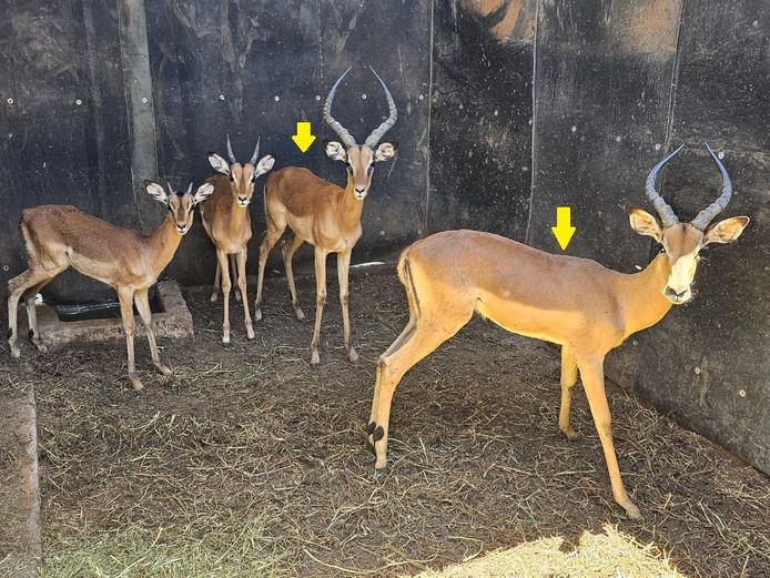 IMPALA | 1 x BIG HORN & 1 x DE KOK