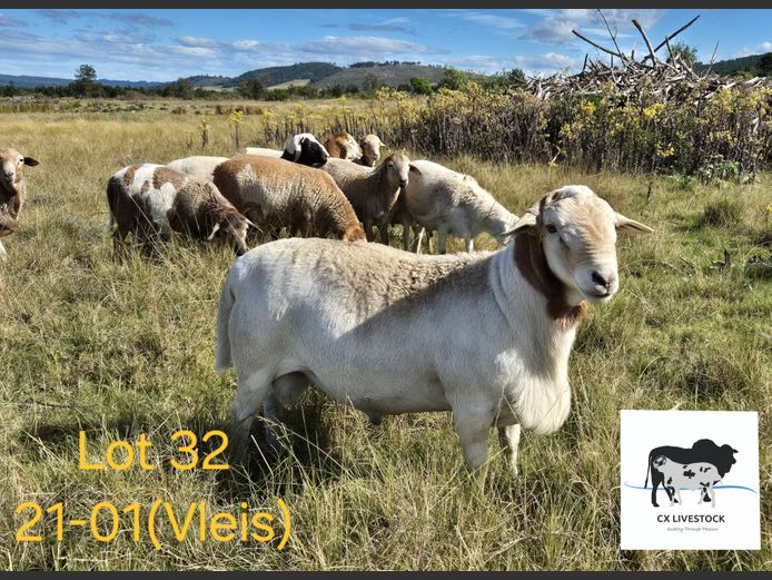21-01 (VLEIS) | CX LIVESTOCK