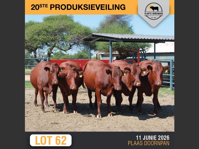 Commercial Animals | SOMERHOEK BONSMARAS
