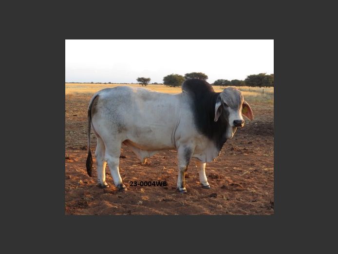 23-0004WB | WOKUMA BRAHMAN