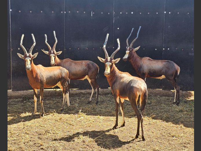 BLESBUCK | H. BODEMER