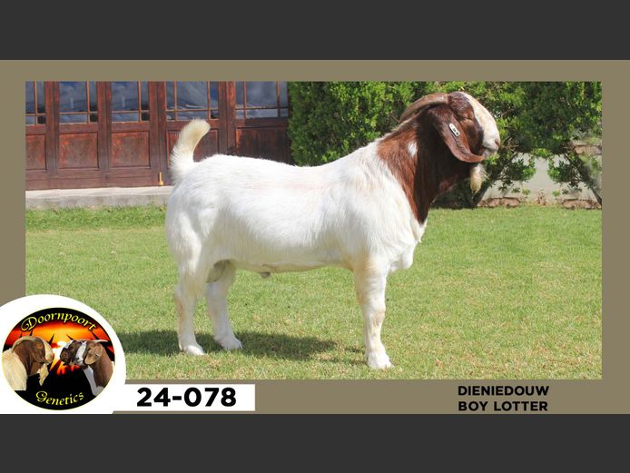 24-078  |  Boy Lotter - Dieniedouw