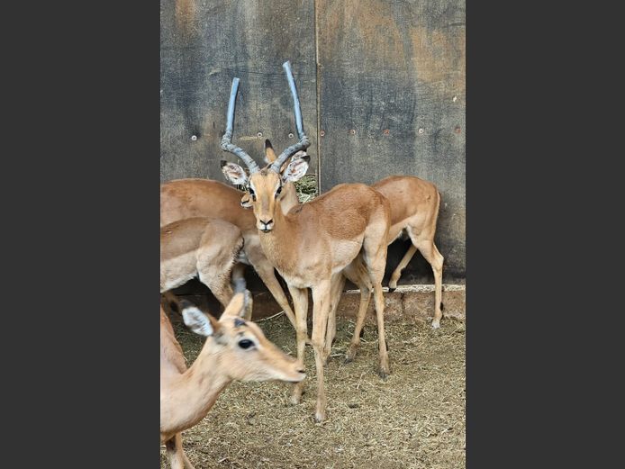 IMPALA | HUGOMOD