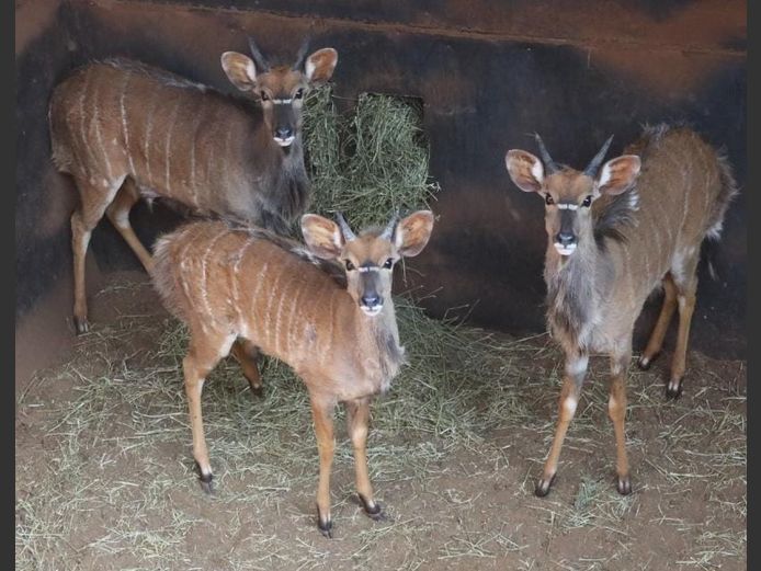 NYALA