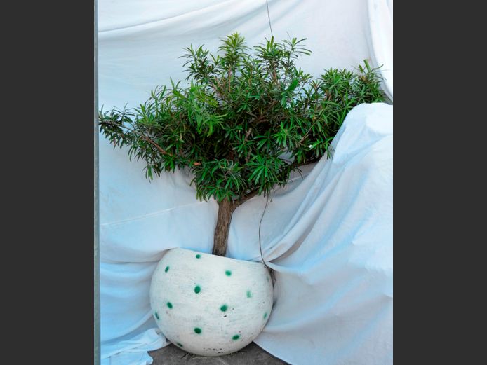 PODOCARPUS MACROPHYLLUS TREE IN PLANTER, 55cm Diameter x 55cm High