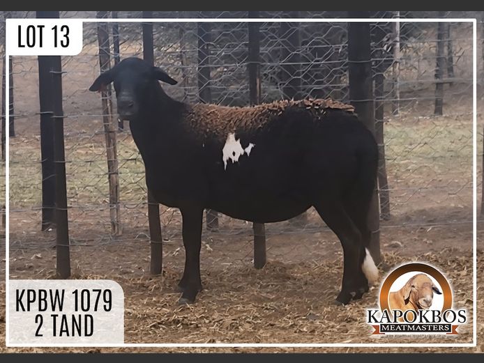 KPBW251079 | Kapokbos Meatmasters