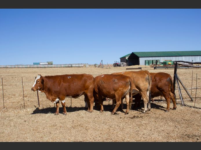 Commercial Animals | Blouberg Simbra