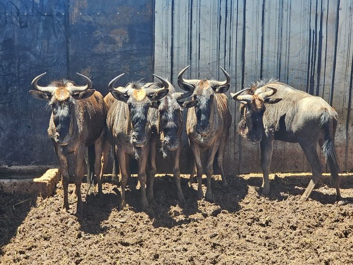 BLUE WILDEBEEST | MABALINGWE