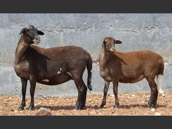 CRL 22.472 | Riaan Liebenberg - Hanri Meatmasters