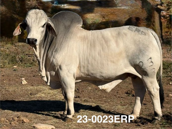 23-0023ERP | HARROBI BRAHMAN