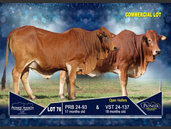 Commercial Animals | PEINKE RANCH