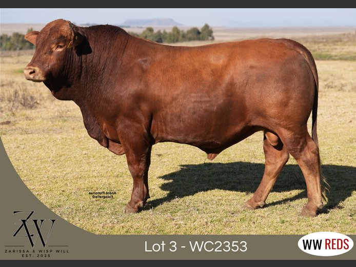 WC2353 | WISP WILL REDS