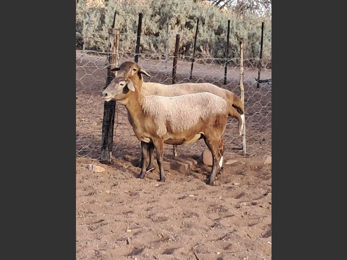Ooie | Zwartmodder
 Boerdery