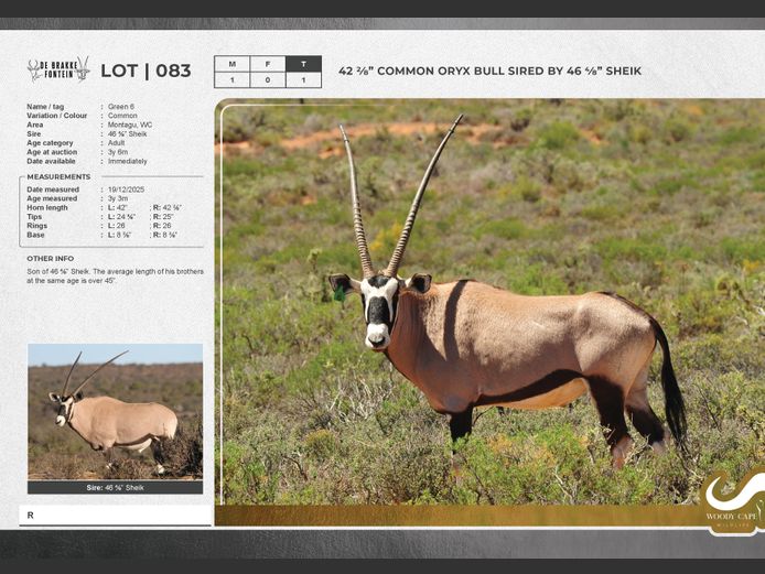 Oryx - Common | Cedrus Internet Solutions
