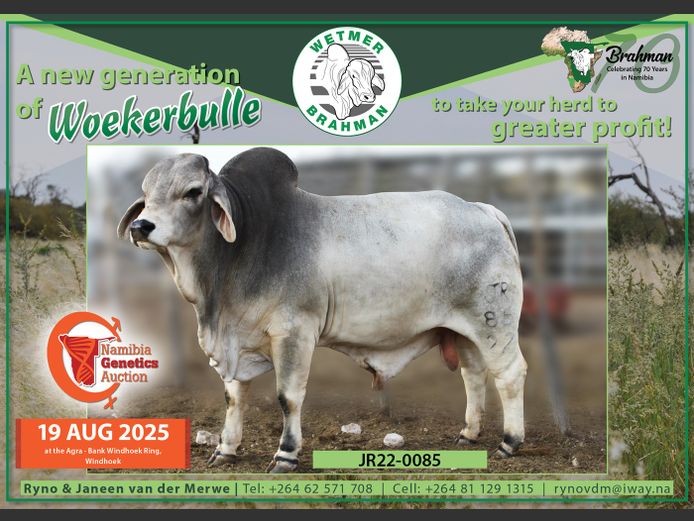 22-0085JR | WETMER BRAHMAN
