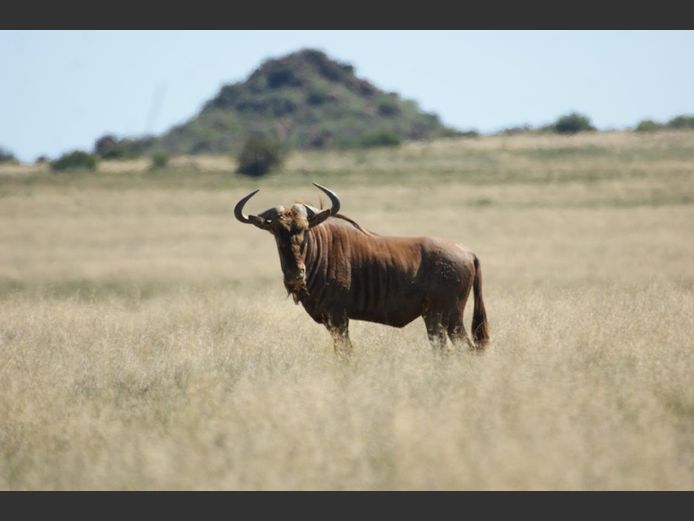 Goue Wildebees | Smith Broers