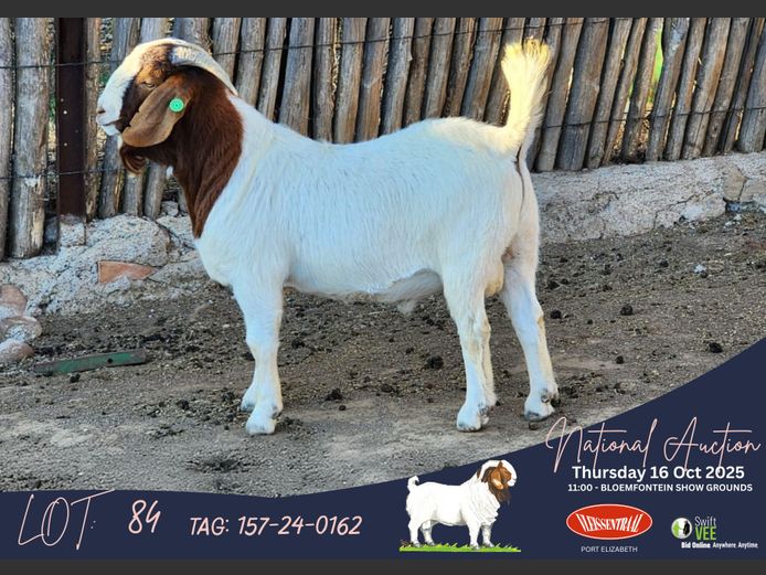 157-24-0162 | Izak Vorster (Elandskloof Boerbokstoet)