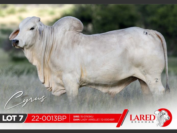 22-0013BP | LARED BRAHMAN