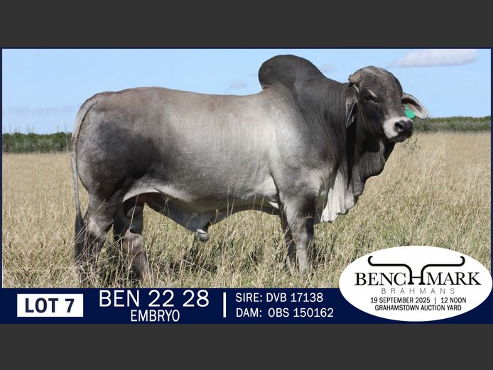 BEN2228 | NO 8 CATTLE COMPANY