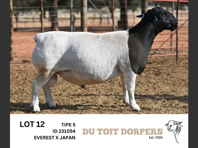 231054 | DU TOIT DORPERS