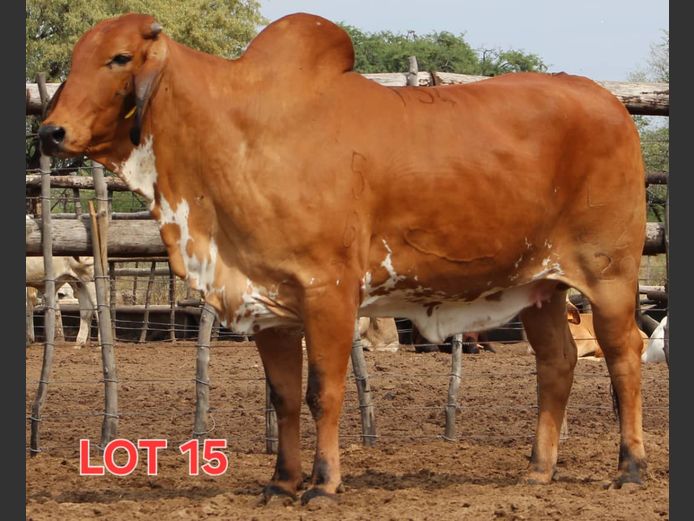 RED BRAHMAN - HEIFER