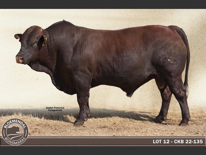 CKB220135