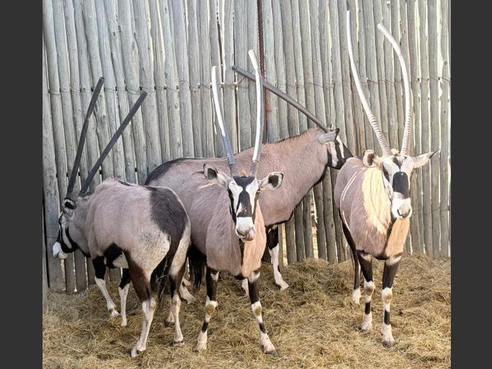 Gemsbokke Volwasse
