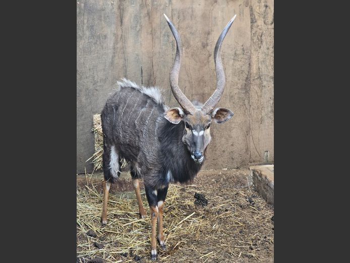 NYALA 30" | BUFFELSPOORT