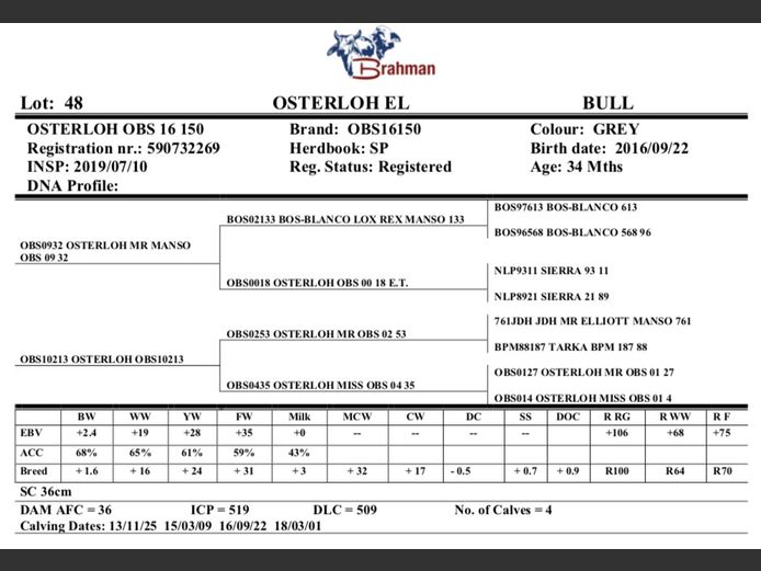 OSTERLOH BRAHMAN OBS16150