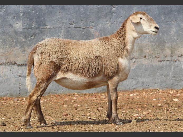 CRL 24.672 | Riaan Liebenberg - Hanri Meatmasters