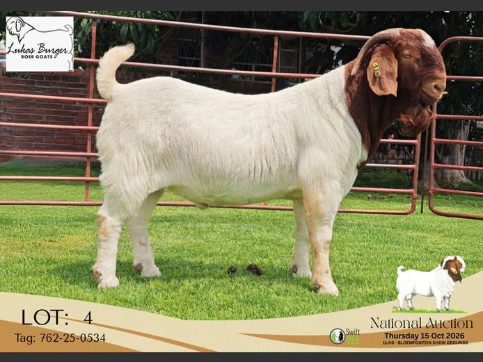 762-25-0534 | AWA Burger Boerbokstoet