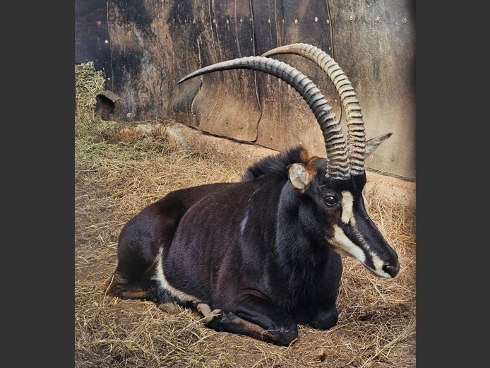 SABLE 37" | SABLE HILL SAFARIS