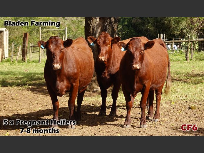 Commercial Females | Bladen Farming