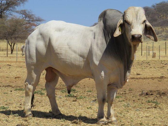 22-0113ERP | HARROBI BRAHMAN