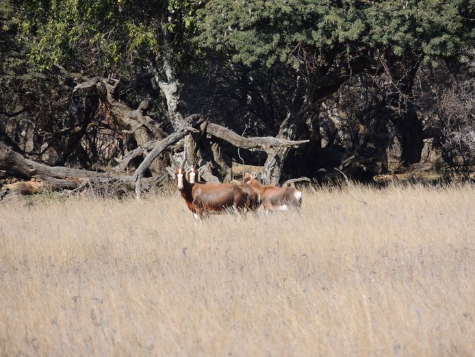 BLESBOK OOIE