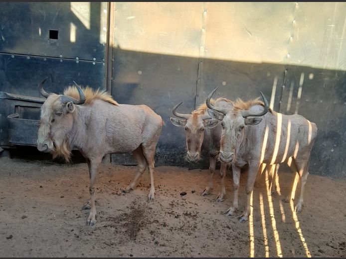 GOLDEN GNU | THABA BOTALA