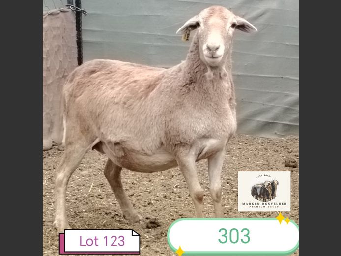 303 | MARKEN BOSVELDERS