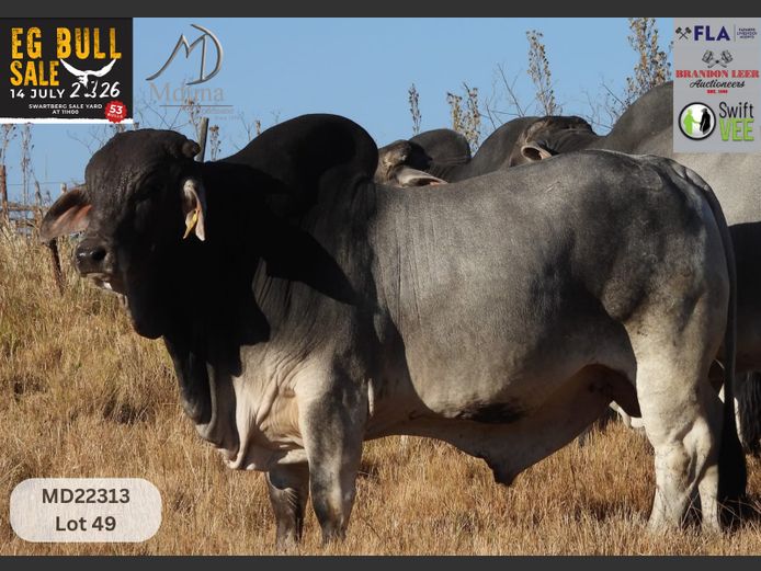 MD22313 | MDUNA BRAHMANS