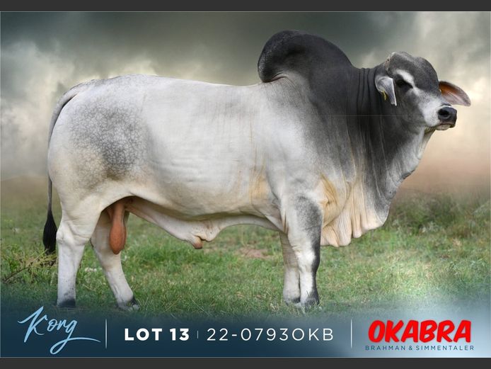 22-0793 OKB | OKABRA BRAHMAN