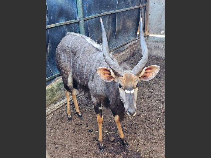 NJALA | BIRKEN VERVOER