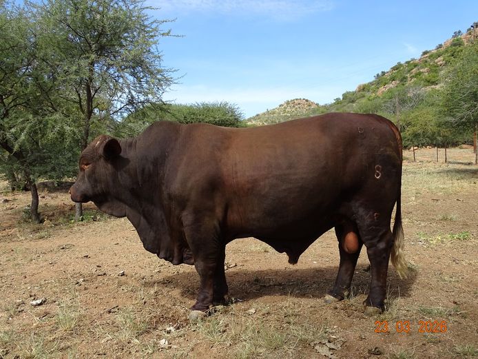 22-0078BS | MORINGA SANTA GERTRUDIS