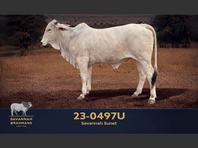 23-0497U | SAVANNAH BRAHMAN