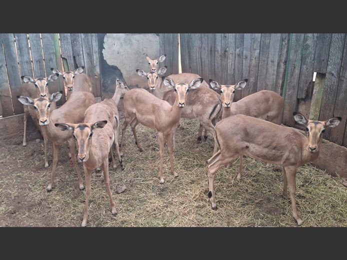 IMPALA | ZEEKOEVALLEY