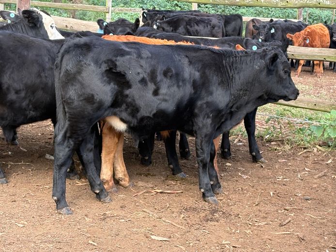 Tollies | Sheard Estates